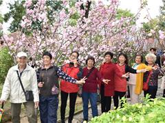 “樱”你而来